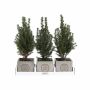 Congreet® plantpots large - Christmas edition, Zonder verpakking