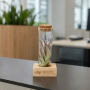 Airplant - Single tube & wood Airplant - Single tube & wood