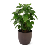 Coffee Based - Plant pot met koffieplant