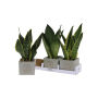 Congreet® plantpots large, Zonder verpakking