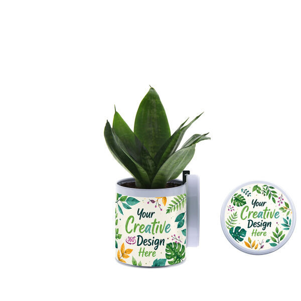 TinGreenz small - Sansevieria TinGreenz small - Sansevieria