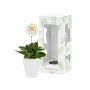 Tiny Greenz with plantlabel, In giftbox, Green mix Tiny Greenz with plantlabel, In giftbox, Green mix
