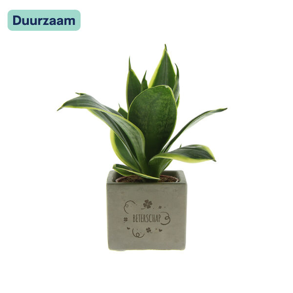 Congreet Sansevieria I Beterschap