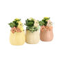 Easter colourful ceramic medium - Kalanchoë, Zonder verpakking