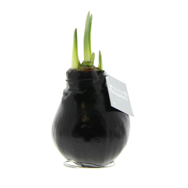 No Water Flowers® - Waxz® Colours