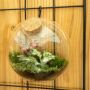 Wardians® Ecosystem - Wall hanger small, Zonder verpakking