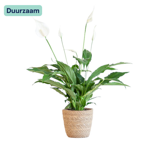 Spathiphyllum Torelli I Lepelplant in mand