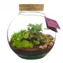 Wardians® Ecosystem - Bowl large, Zonder verpakking