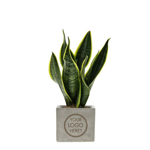 Congreet® plantpots large Congreet® plantpots large