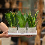 Congreet® plantpots large, Zonder verpakking Congreet® plantpots large, Zonder verpakking