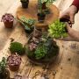 Wardians® Ecosystem - Erlenmeyer large + LED, Zonder verpakking