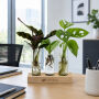 Hydroponic plants - Trio tube & wood Hydroponic plants - Trio tube & wood