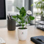 OxyGreenz® - Clusia rosea in keramieke pot, Zonder verpakking