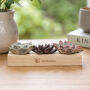 Tiny Treasurez® - Trio wood Tiny Treasurez® - Trio wood
