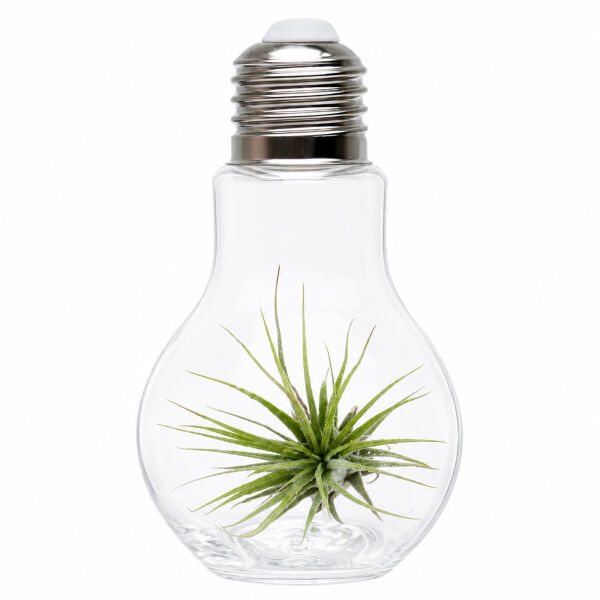 Airplant - Light bulb