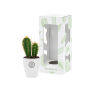 Tiny Greenz in printed pot, In giftbox, Cacti mix