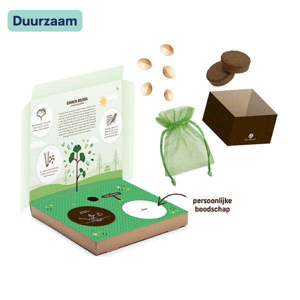 Boomkweekset Ginkgo Biloba
