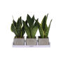 Congreet® plantpots large, Zonder verpakking