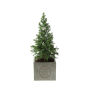 Congreet® plantpots large - Christmas edition, Zonder verpakking