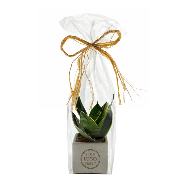 Congreet® plantpots large, In cellofaan Congreet® plantpots large, In cellofaan
