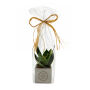 Congreet® plantpots large, In cellofaan