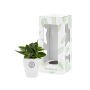 Tiny Greenz in printed pot, In giftbox, Green mix