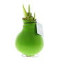 No Water Flowers® - Waxz® Colours, In luxury box, Lichtgroen