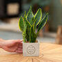 Congreet® plantpots large, Zonder verpakking Congreet® plantpots large, Zonder verpakking