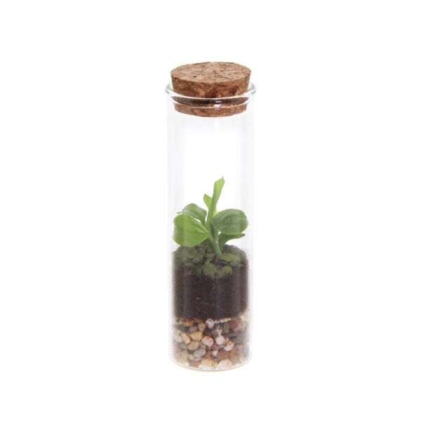Wardians® Ecosystem - Bottle XXS