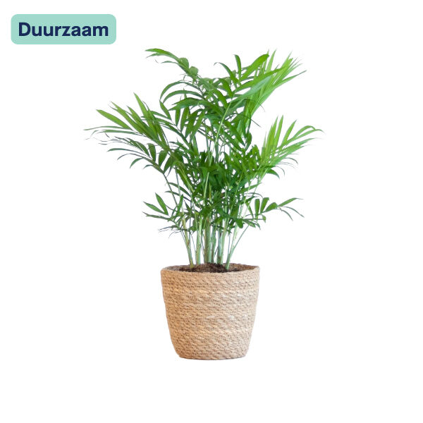 Dypsis Lutescens Goudpalm in mand