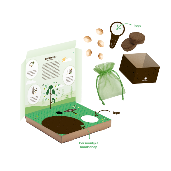 Kweek je eigen Ginkgo Biloba boompje