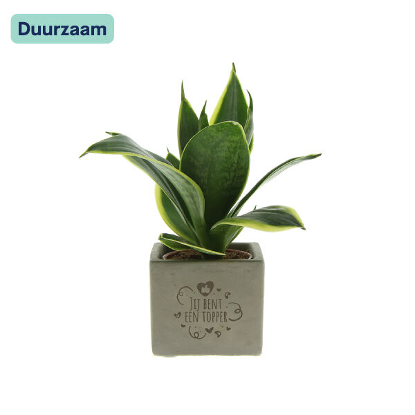 Congreet Sansevieria I Jij bent een topper