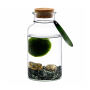 Marimo moss balls - Bottle medium, Zonder verpakking