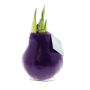 No Water Flowers® - Waxz® Colours, In giftbox, Paars