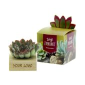 Tiny Treasurez® - Single wood in giftbox