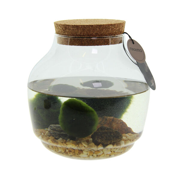 Marimo moss balls - bowl in giftbox