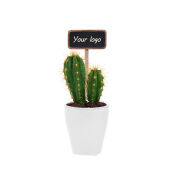 Cacti mix