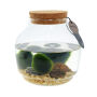Marimo moss balls - Bowl, In giftbox Marimo moss balls - Bowl, In giftbox