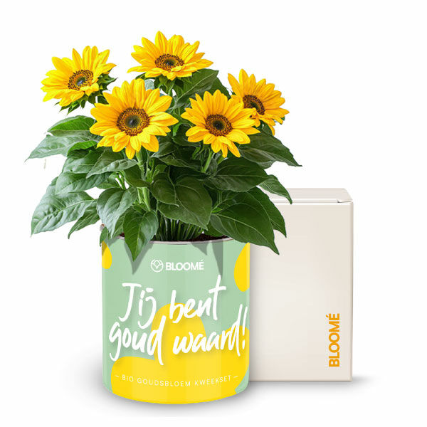 Bloomé I Jij bent goud waard!