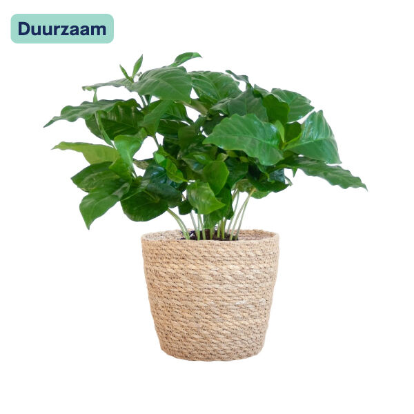 Coffea Arabica I Koffieplant in mand Coffea Arabica I Koffieplant in mand