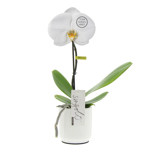 Message Printz® - Singolo Orchidee