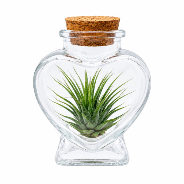 Airplant - Heart Airplant - Heart