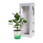 OxyGreenz® - Clusia rosea in papercup, In giftbox