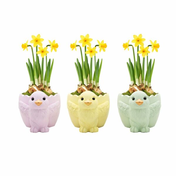 Easter colourful chicken medium - Narcis