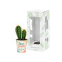 Tiny Greenz in papercup, In giftbox, Cacti mix