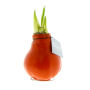 No Water Flowers® - Waxz® Colours, In luxury box, Oranje