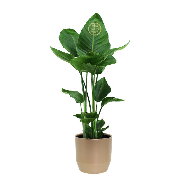 Message Printz® - Strelitzia large