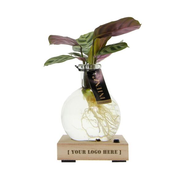 Hydroponie lichtplantje in giftbox