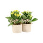 Easter braided ceramic small - Kalanchoë, Zonder verpakking