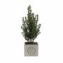 Congreet® plantpots large - Christmas edition, Zonder verpakking